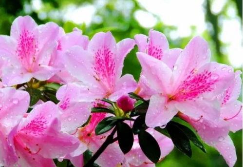 杜鹃花,杜鹃花的绚烂绽放