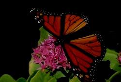 帝王蝶之子,探寻神秘生命的传承之旅