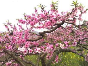 桃花鞍前挽离情,一场别离的美丽邂逅